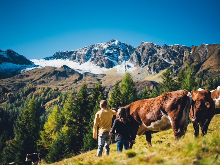 Kinder auf der Kuhweide | © Urlaub am Bauernhof Salzburg / Daniel Gollner 