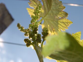 Weinblüte im Weingarten  | © Urlaub am Bauernhof Burgenland / Stefanie Thüringer 