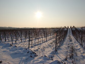 Weingarten im Winter im Burgenland | © Urlaub am Bauernhof Burgenland / Beatrix Karner 