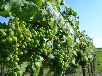 Weingarten im Juli | © Urlaub am Bauernhof Burgenland / Stefanie Thüringer 