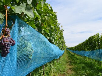 Weingarten im Sommer im Burgenland  | © Urlaub am Bauernhof Burgenland / Stefanie Thüringer 