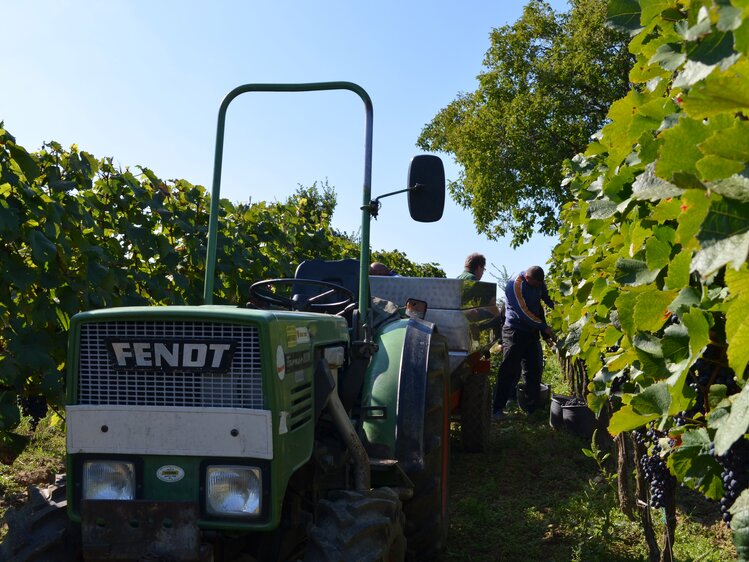 © Urlaub am Bauernhof Burgenland / Stefanie Thüringer 