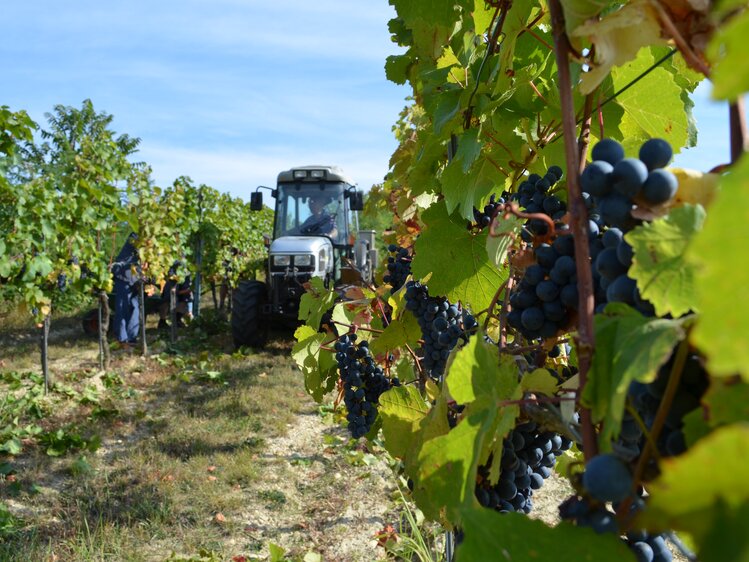 Weinlese im Burgenland mit dem Traktor | © Urlaub am Bauernhof Burgenland / Stefanie Thüringer 