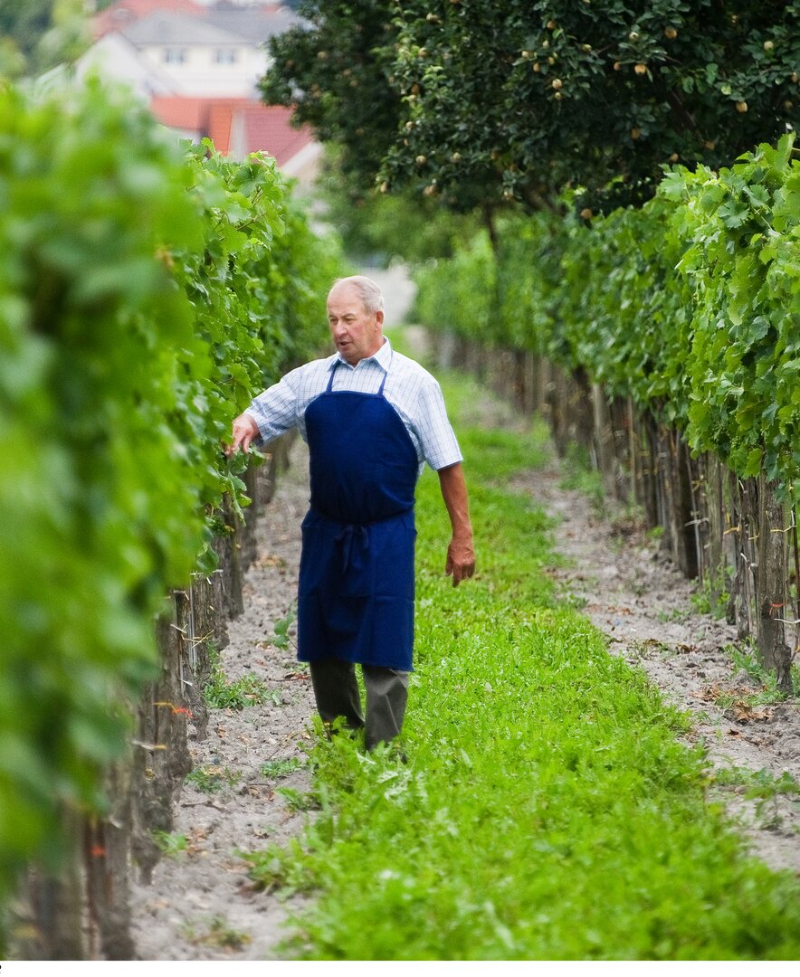 Winzer im Weingarten im Burgenland | © Urlaub am Bauernhof Burgenland / Andi Bruckner