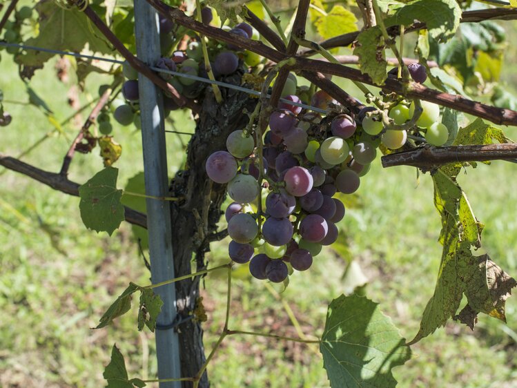 Uhudler Traube im Südburgenland | © Urlaub am Bauernhof Burgenland / Melanie Limbeck