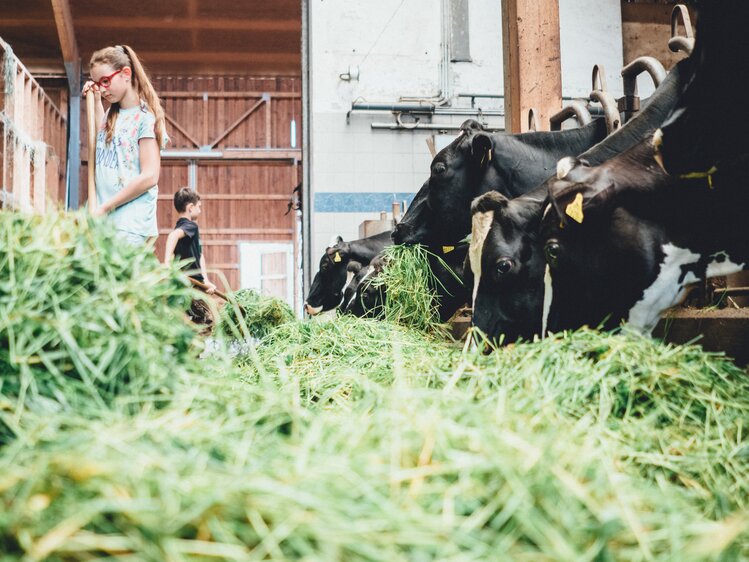 Kinder füttern Kühe im Stall | © Urlaub am Bauernhof Kärnten/ Daniel Gollner