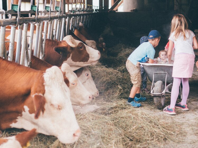 Kinder füttern Kühe im Stall | © Urlaub am Bauernhof Kärnten/Daniel Gollner