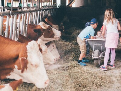 Kinder füttern Kühe im Stall | © Urlaub am Bauernhof Kärnten/Daniel Gollner