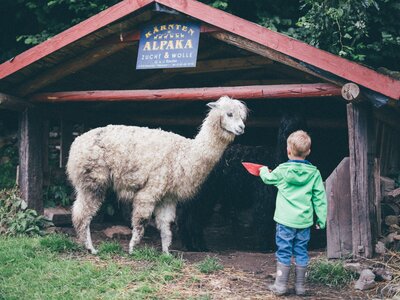 Kind mit Schüssel bei den Alpakas | © Urlaub am Bauernhof Kärnten/ Daniel Gollner