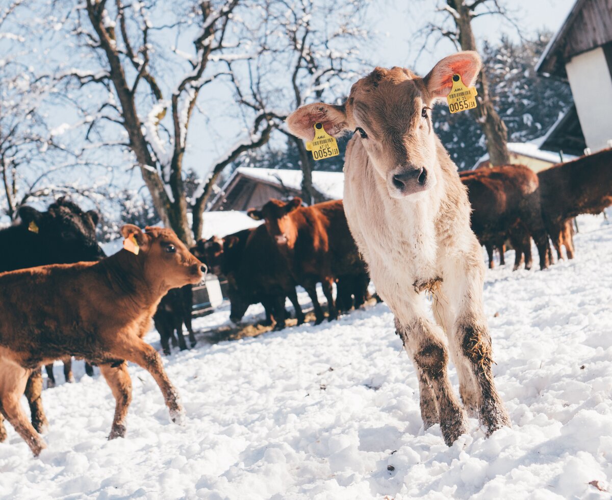 Kälber im Schnee | © Urlaub am Bauernhof Kärnten / Daniel Gollner