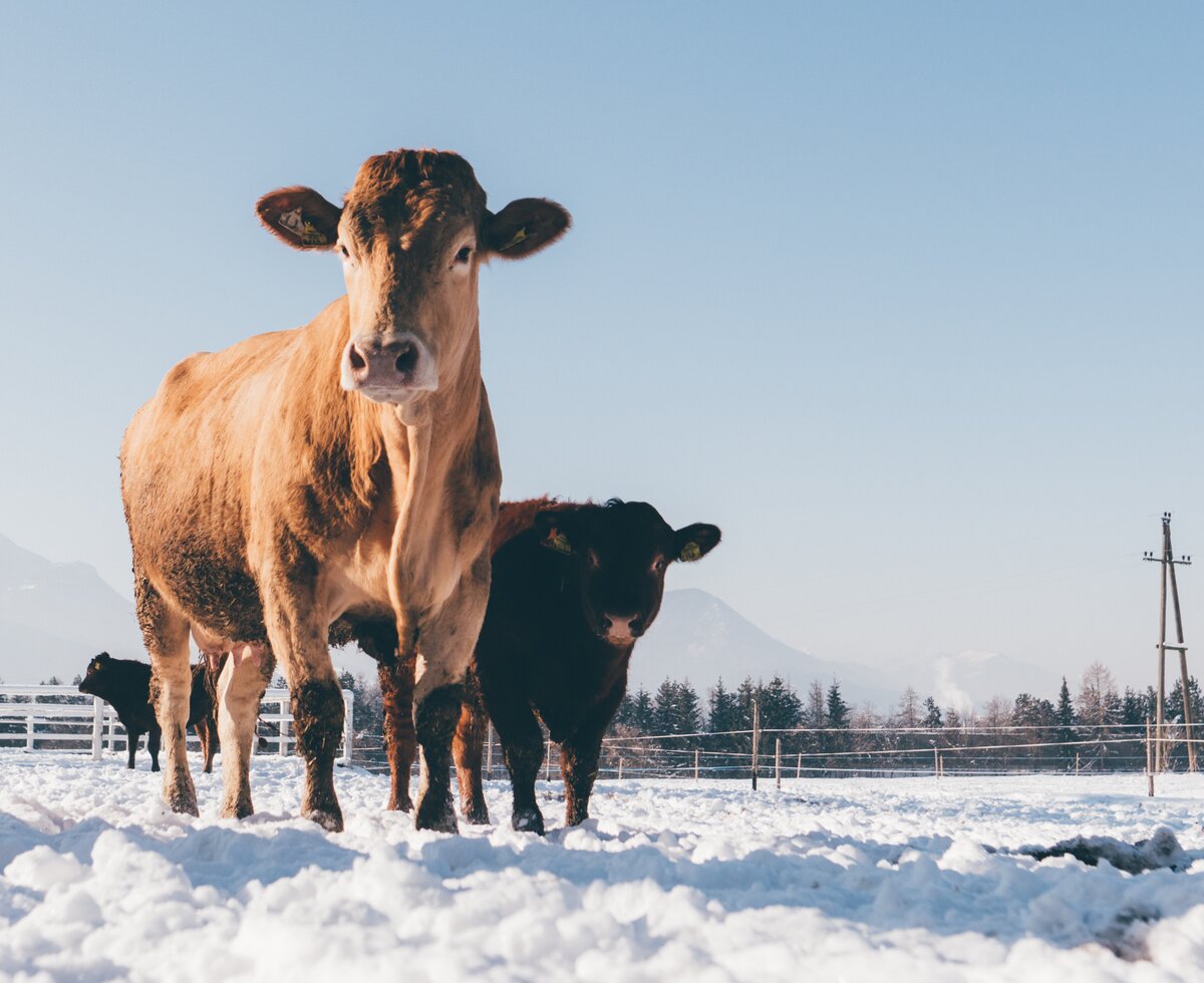 Kühe im Schnee | © Urlaub am Bauernhof Kärnten/ Daniel Gollner