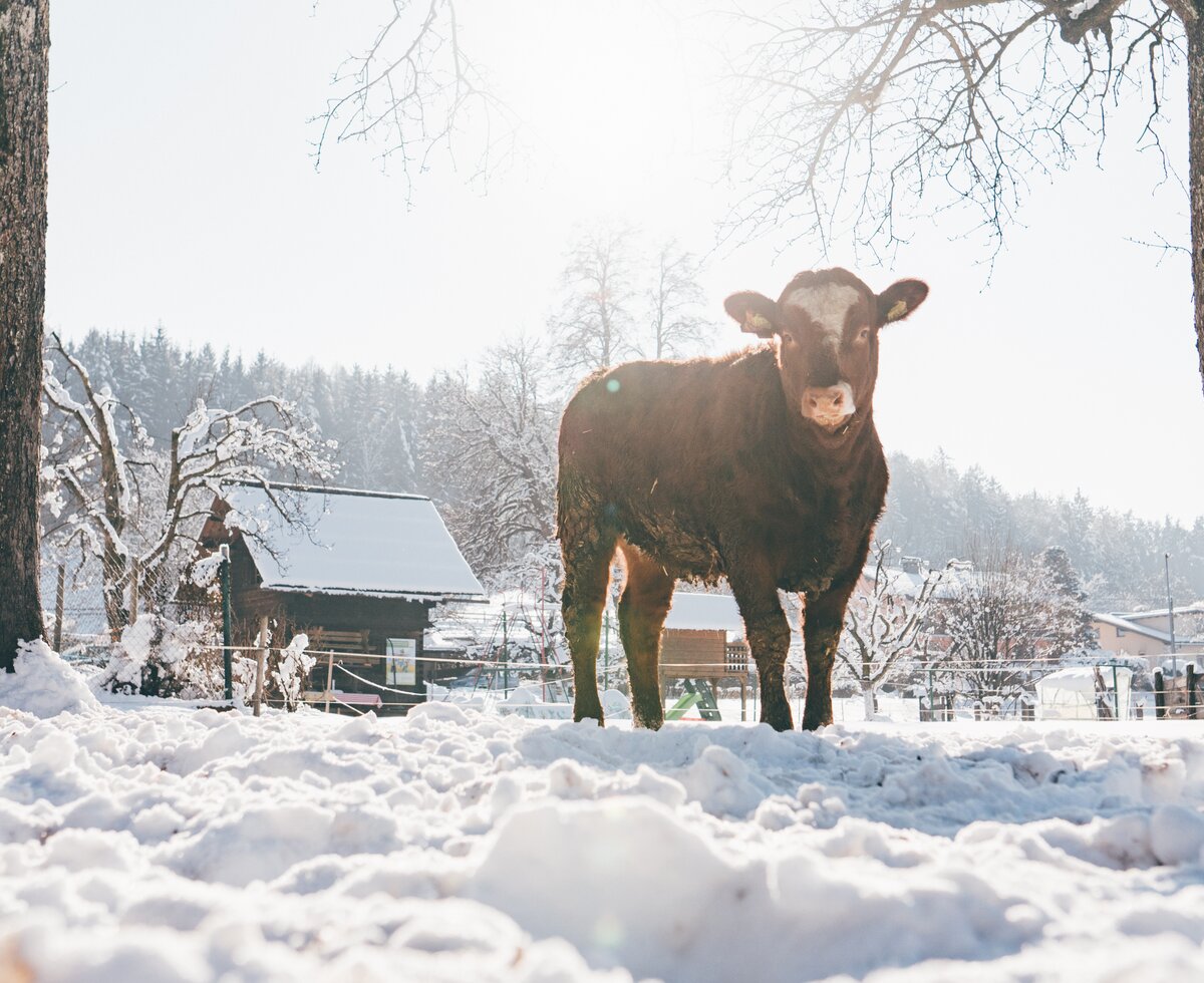 Kuh im Schnee | © Urlaub am Bauernhof Kärnten/ Daniel Gollner