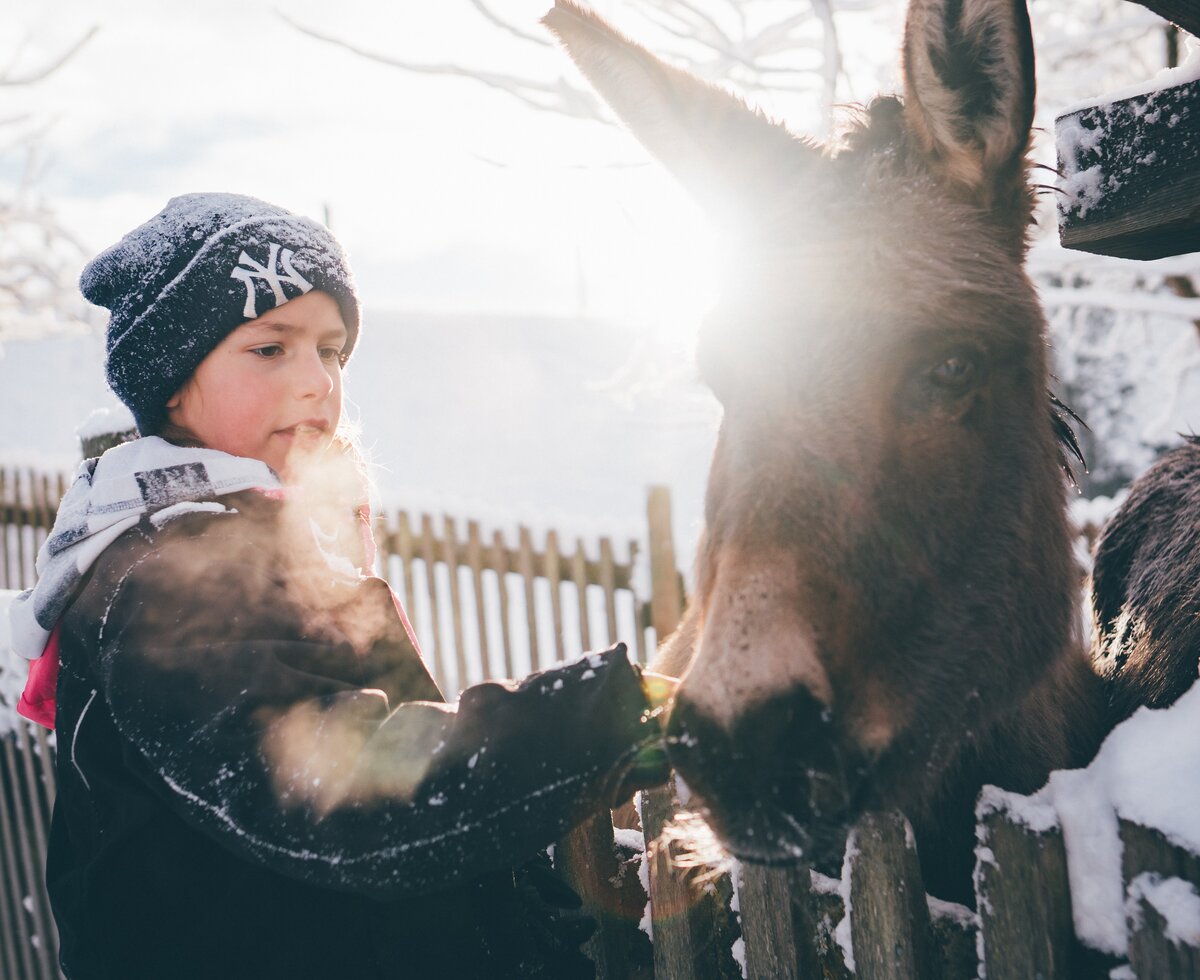 Kind streichelt den Esel am Zaun | © Urlaub am Bauernhof Kärnten/ Daniel Gollner