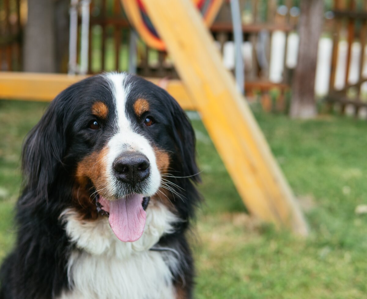 Hofhund am Lacknerhof | © Urlaub am Bauernhof / Daniel Gollner