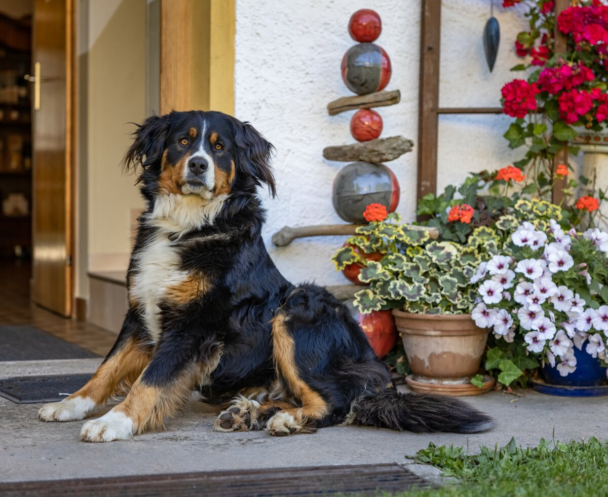 Hund sitzt vor der Eingangstüre | © Landesverband Urlaub am Bauernhof Kärnten/ Achim Mandler