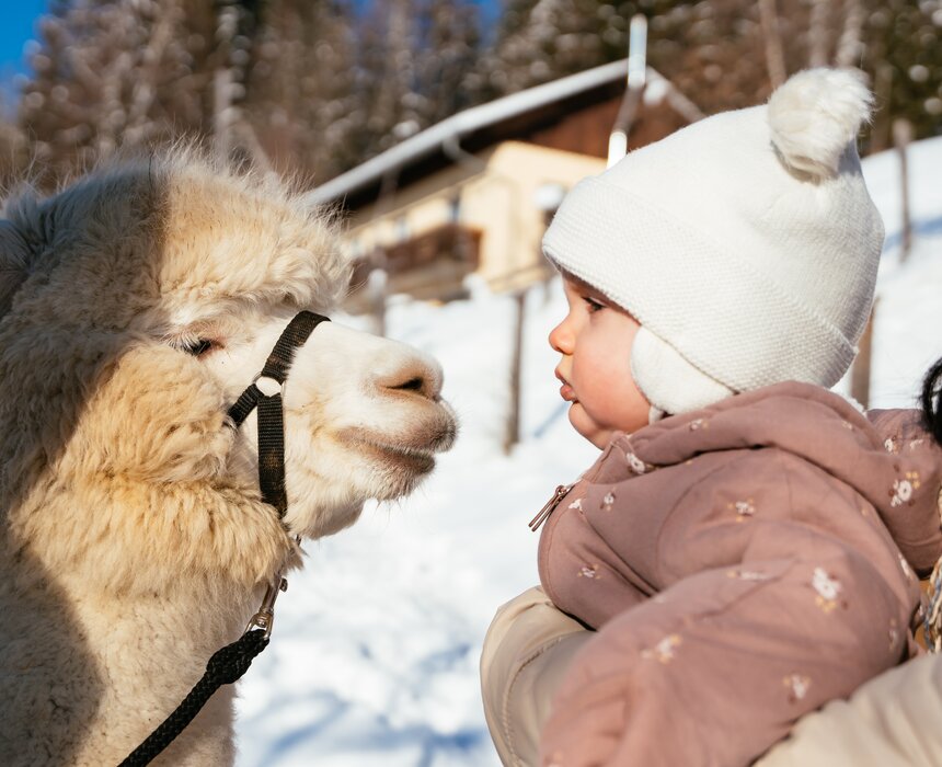 Alpaka und Baby am Bauernhof Stauder | © Urlaub am Bauernhof / Daniel Gollner