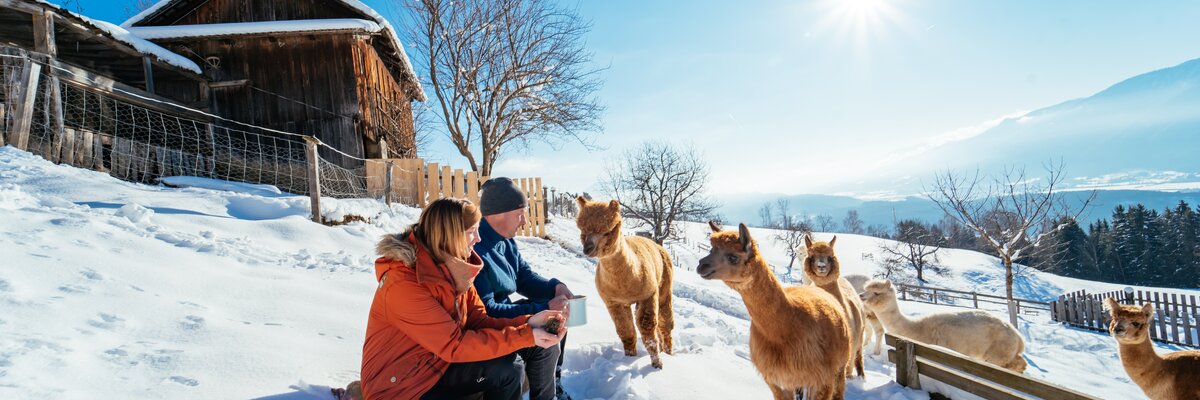 Alpakas im Schnee neben den Bauersleuten | © Urlaub am Bauernhof / Daniel Gollner