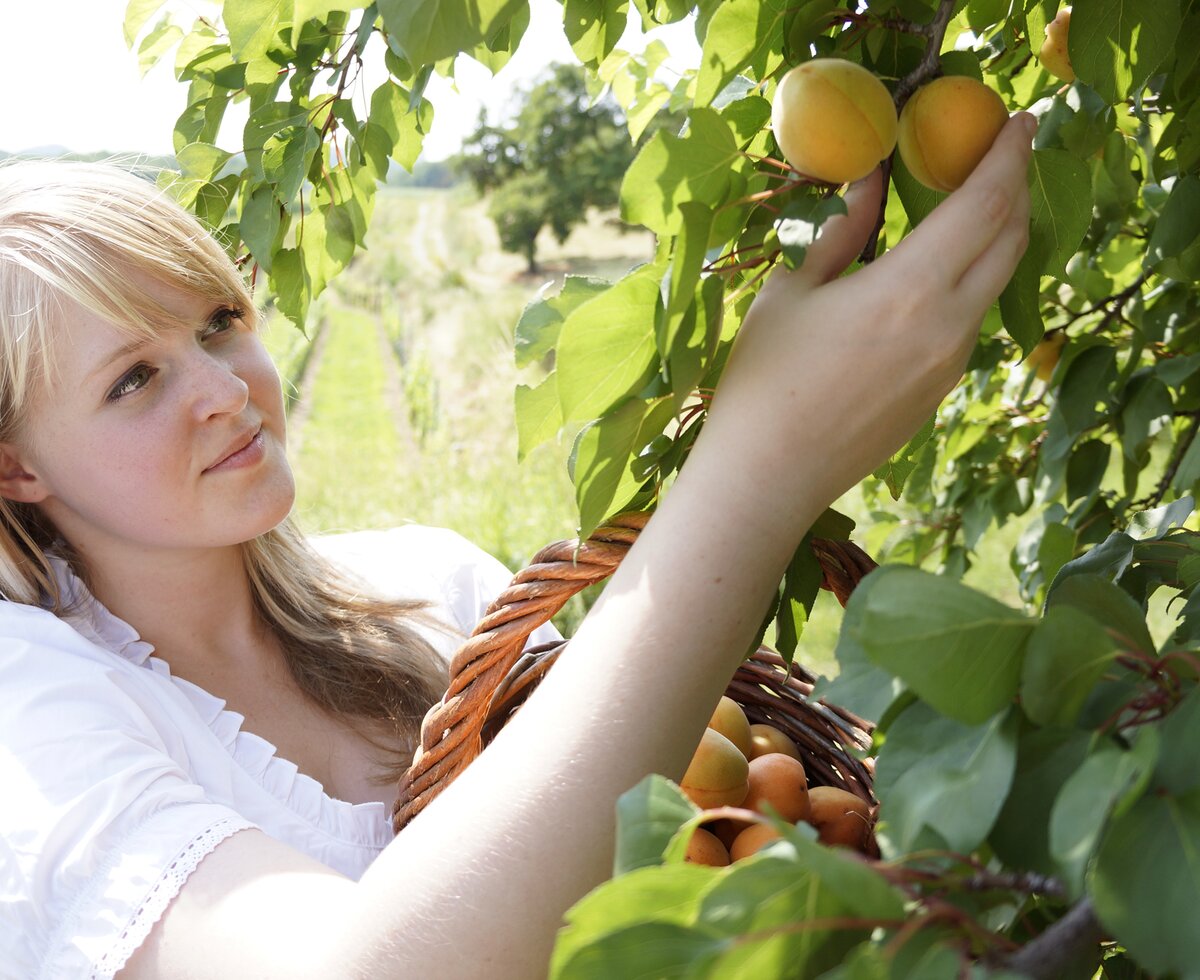 Woman picking apricots from tree in Wachau region | © Donau Niederösterreich / Steve Haider