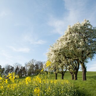 flowering trees in the Mostviertel | © Mostviertel Tourismus / schwarz-koenig.at