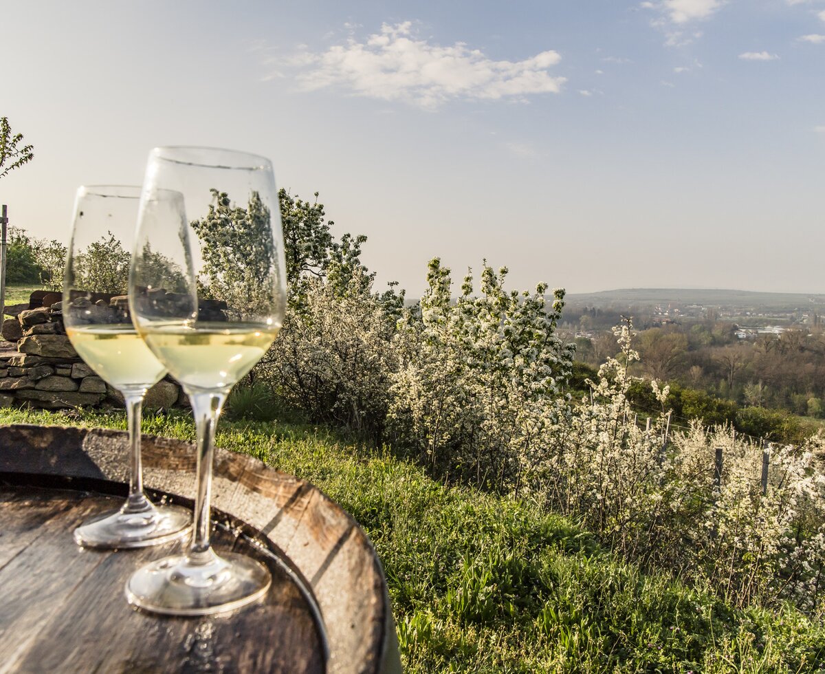 Two wine glasses on wine barrel in vineyard in Langenlois | © Niederösterreich Werbung / Robert Herbst