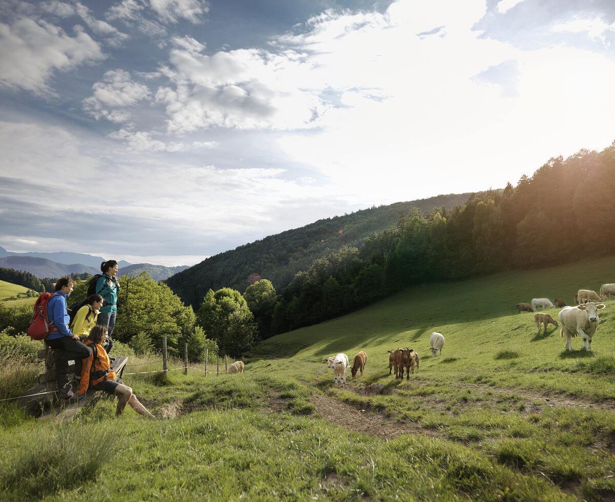 Hikers rest by a cow pasture | © Wiener Alpen / Florian Lierzer