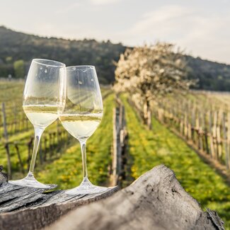 Two wine glasses in the vineyard in the Vienna Woods | © Niederösterreich Werbung / Robert Herbst