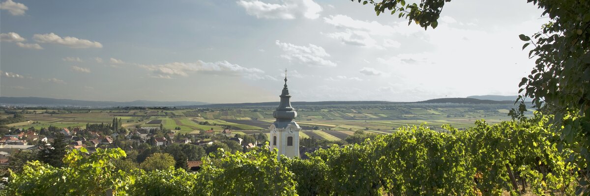 Vineyard with church tower in the background | © Wienerwald Tourismus - Rita Newman