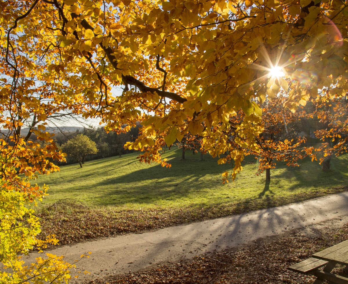 The sun shines on a bench in the autumnal Vienna Woods | © Wienerwald Tourismus / Raimo Rumpler