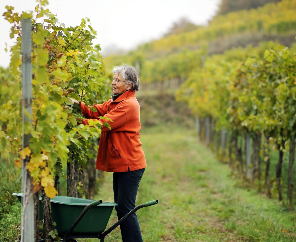 Woman works in the vineyard | © Urlaub am Winzerhof / weinfranz.at