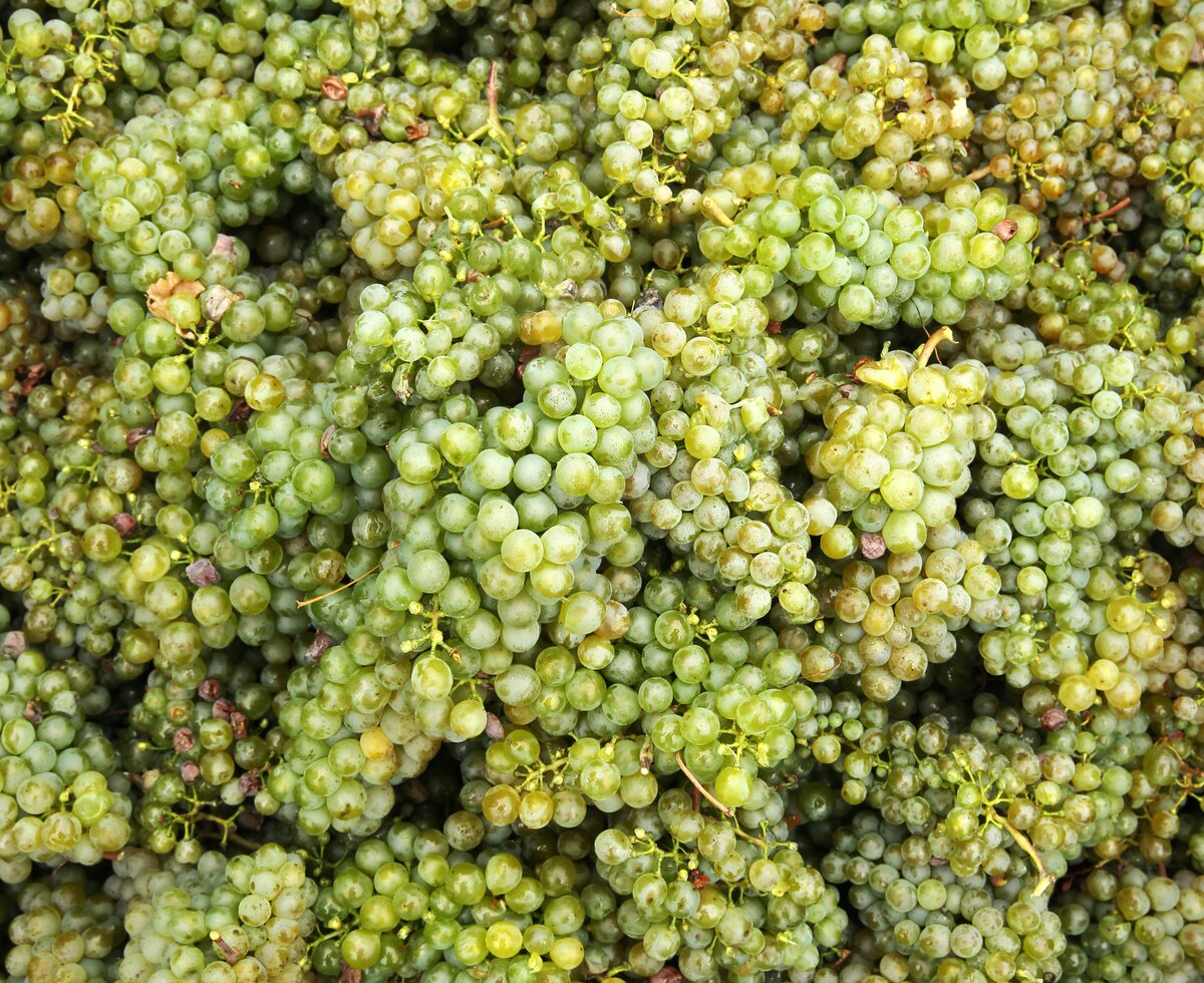 many harvested grapes in a heap | © Urlaub am Winzerhof / weinfranz.at