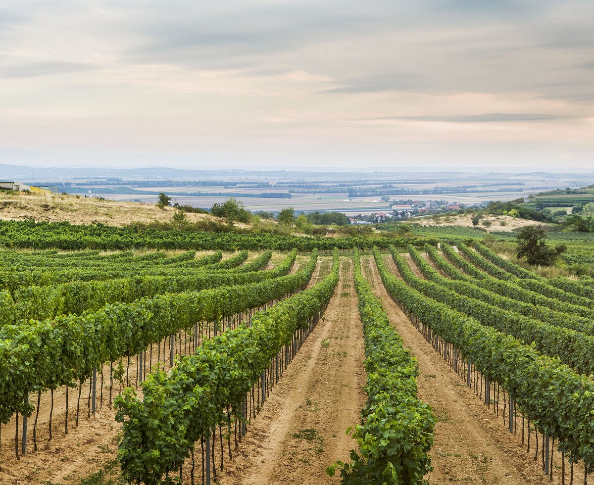 Weinviertel vineyards | © Niederösterreich Werbung / Michael Liebert