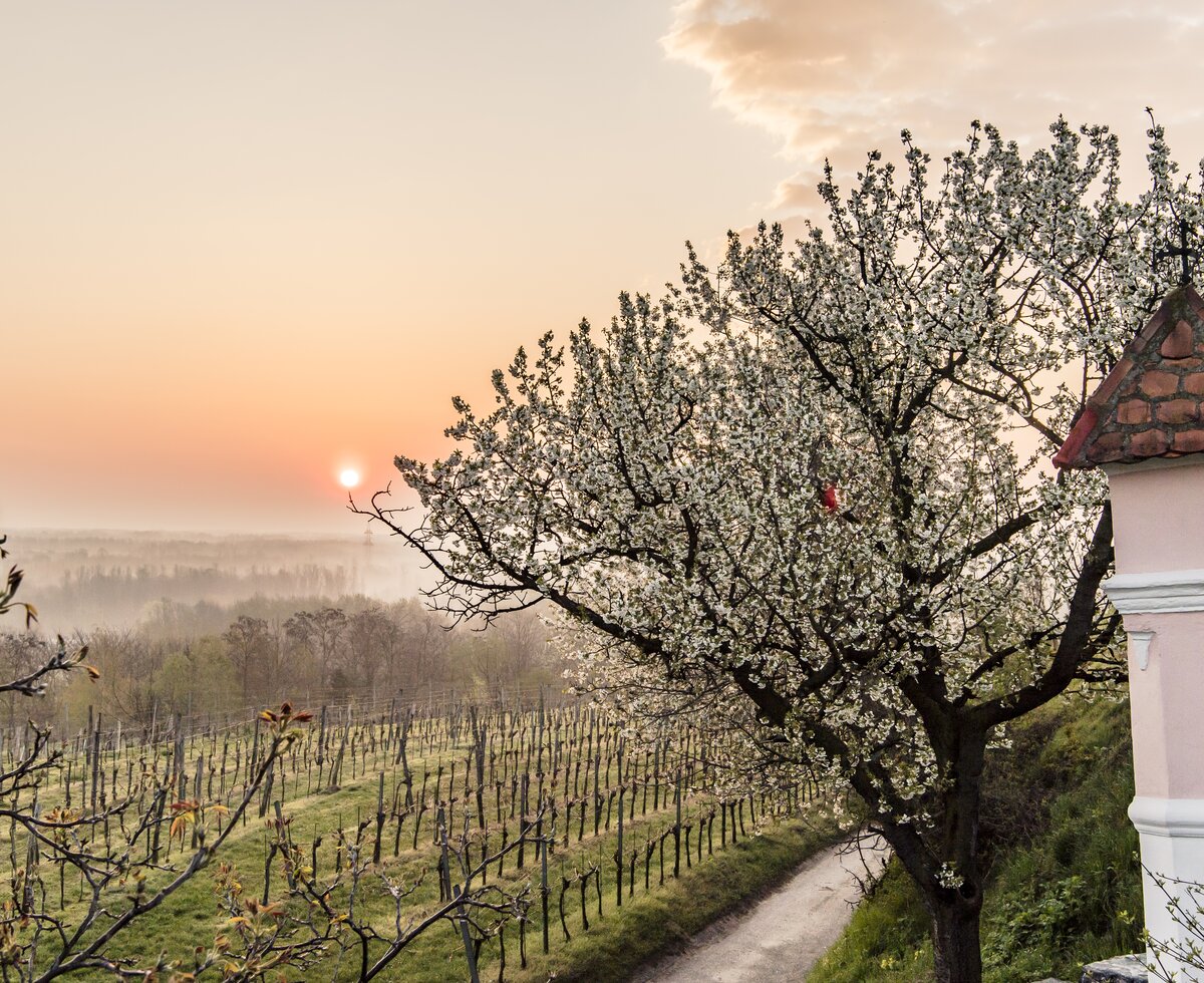 Vineyard in spring 