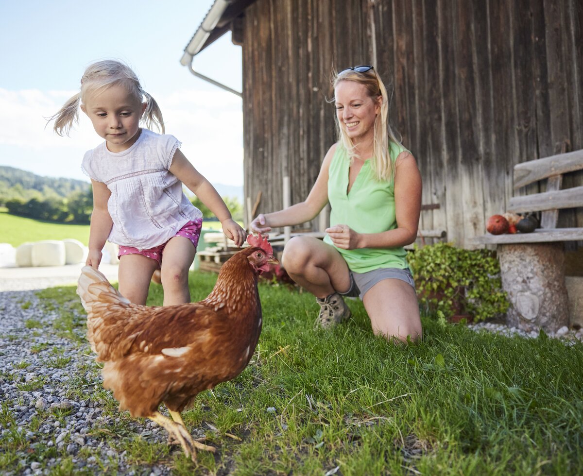 Kind schaut Huhn an | © Urlaub am Bauernhof Oberösterreich / Alexander Kaiser