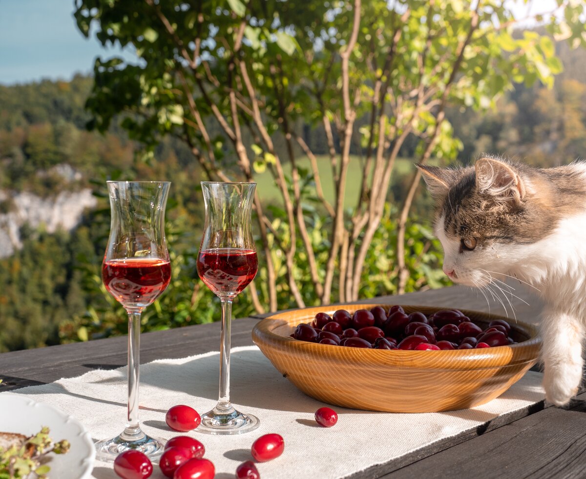 Katze schnuppert an einer Schüssel mit Dirndl (Kornelkirschen), die neben zwei Stamperl mit Dirndllikör steht | © Urlaub am Bauernhof Oberösterreich / Viktoria Urbanek