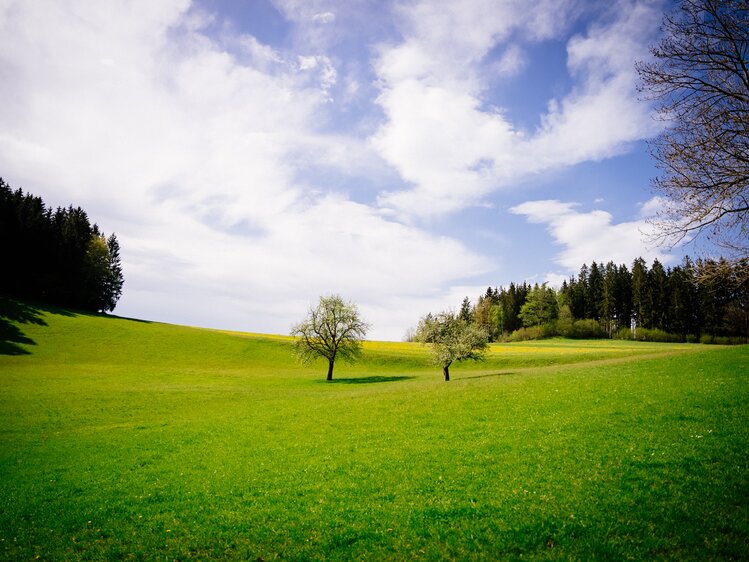 Sommerliche Hügellandschaft im Mühlviertel | © Urlaub am Bauernhof Oberösterreich / Daniel Gollner