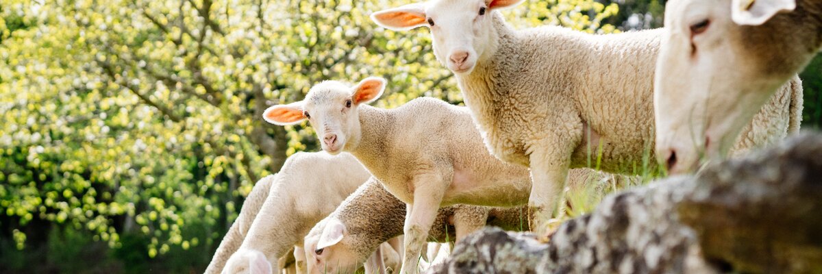 Lämmer grasen auf der Weide auf einer Steinmauer | © Urlaub am Bauernhof Oberösterreich / Daniel Gollner