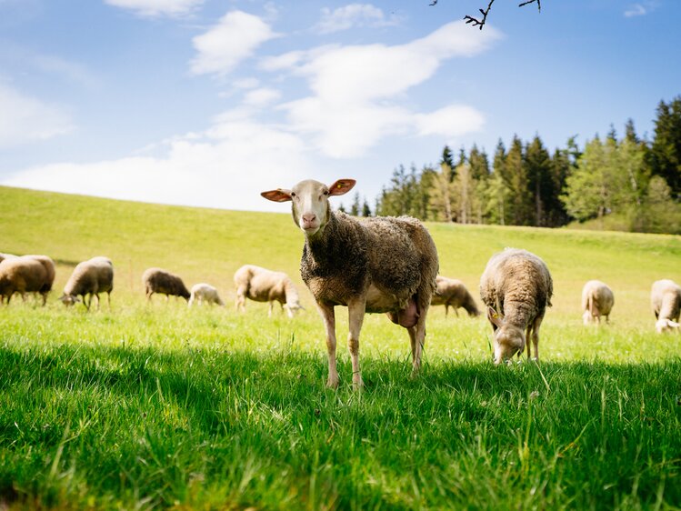 Schafe grasen auf der Weide | © Urlaub am Bauernhof Oberösterreich / Daniel Gollner