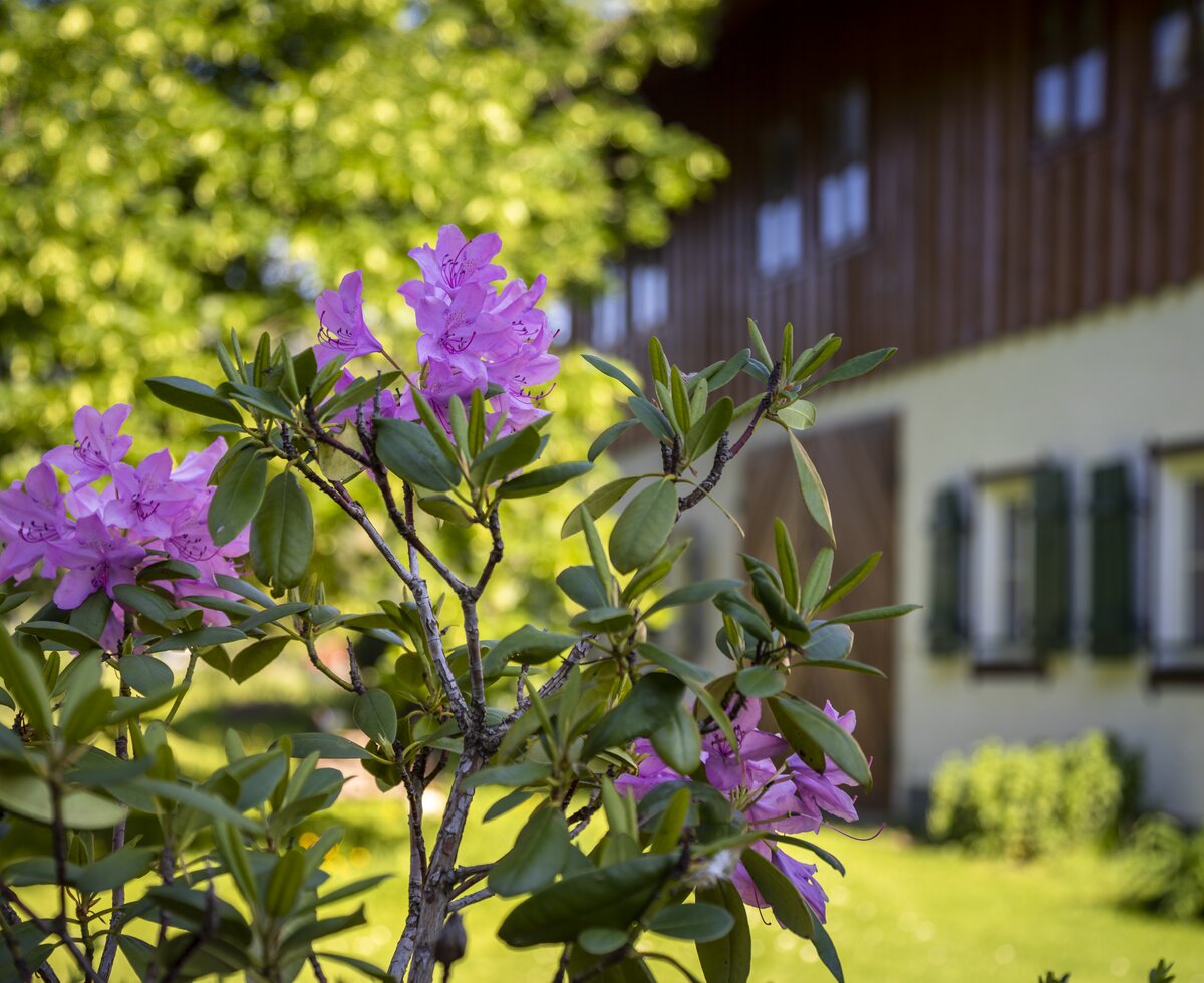 Rhododendron vor dem Ferienhof Ederbauer | © Urlaub am Bauernhof Österreich / Bernd Suppan