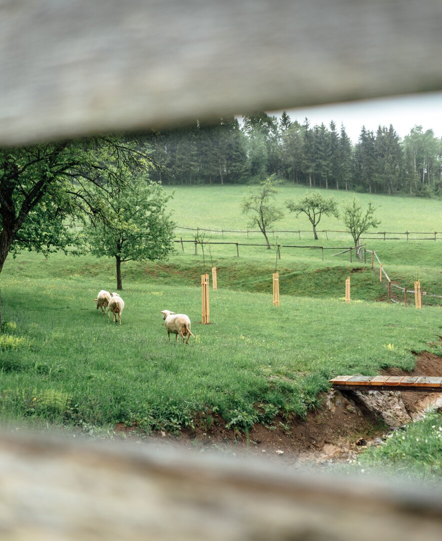 Schafe auf der Wiese - beobachtet durch einen Zaun | © Urlaub am Bauernhof / Daniel Gollner