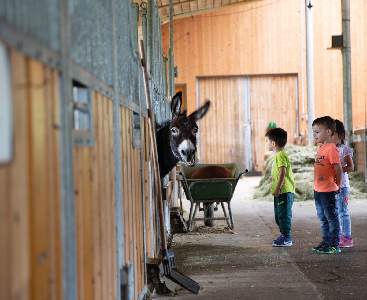 Drei Kinder im Stall beim Esel | © Urlaub am Bauernhof / Punkt und Komma