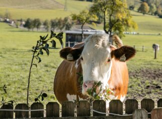 Kuh schaut über Gartenzaun | © Urlaub am Bauernhof / Punkt und Komma