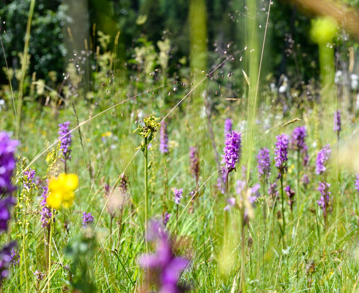 Blumenwiese | © Urlaub am Bauernhof / Punkt und Komma