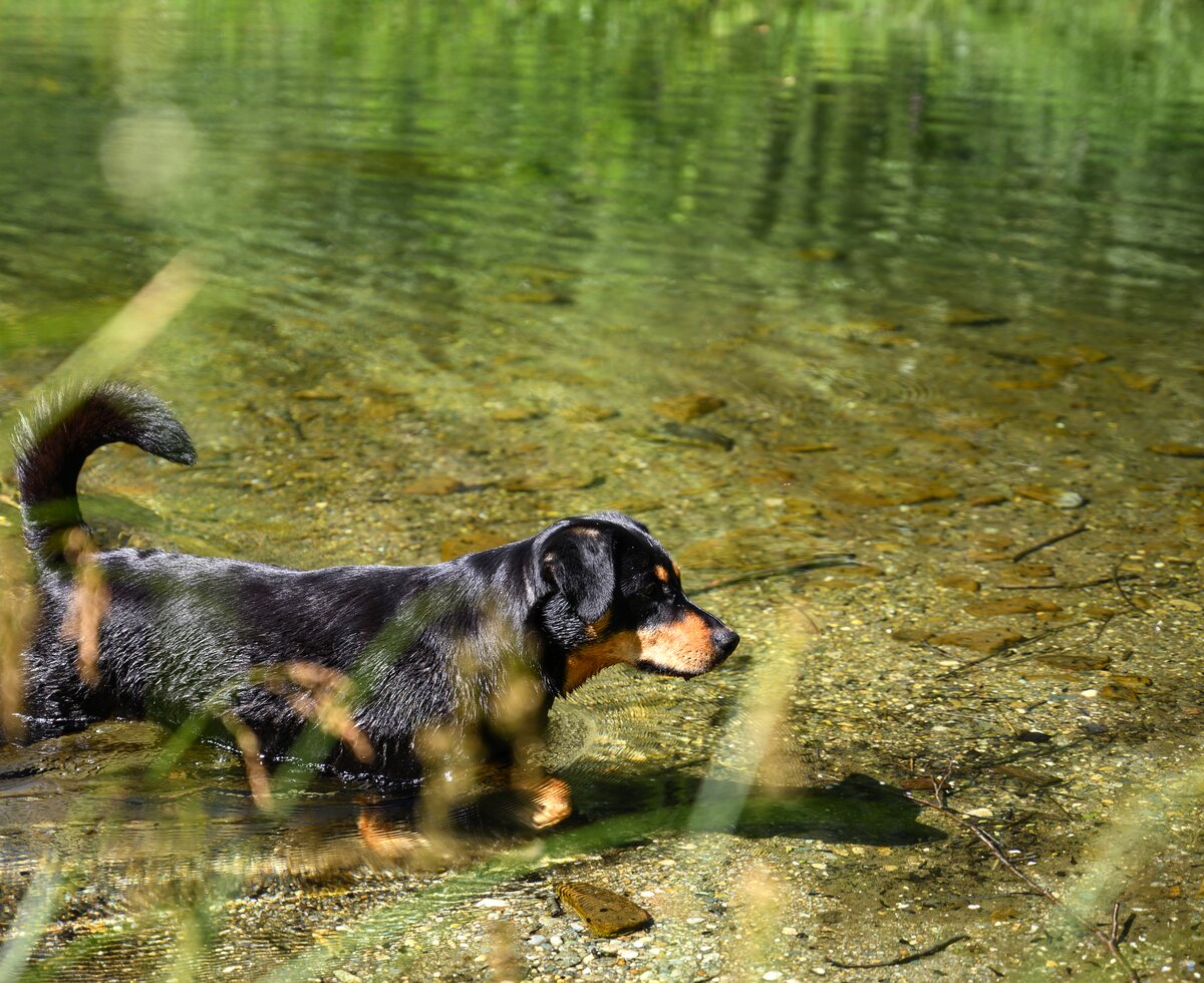 Dackel im Wasser | © Urlaub am Bauernhof / Punkt und Komma