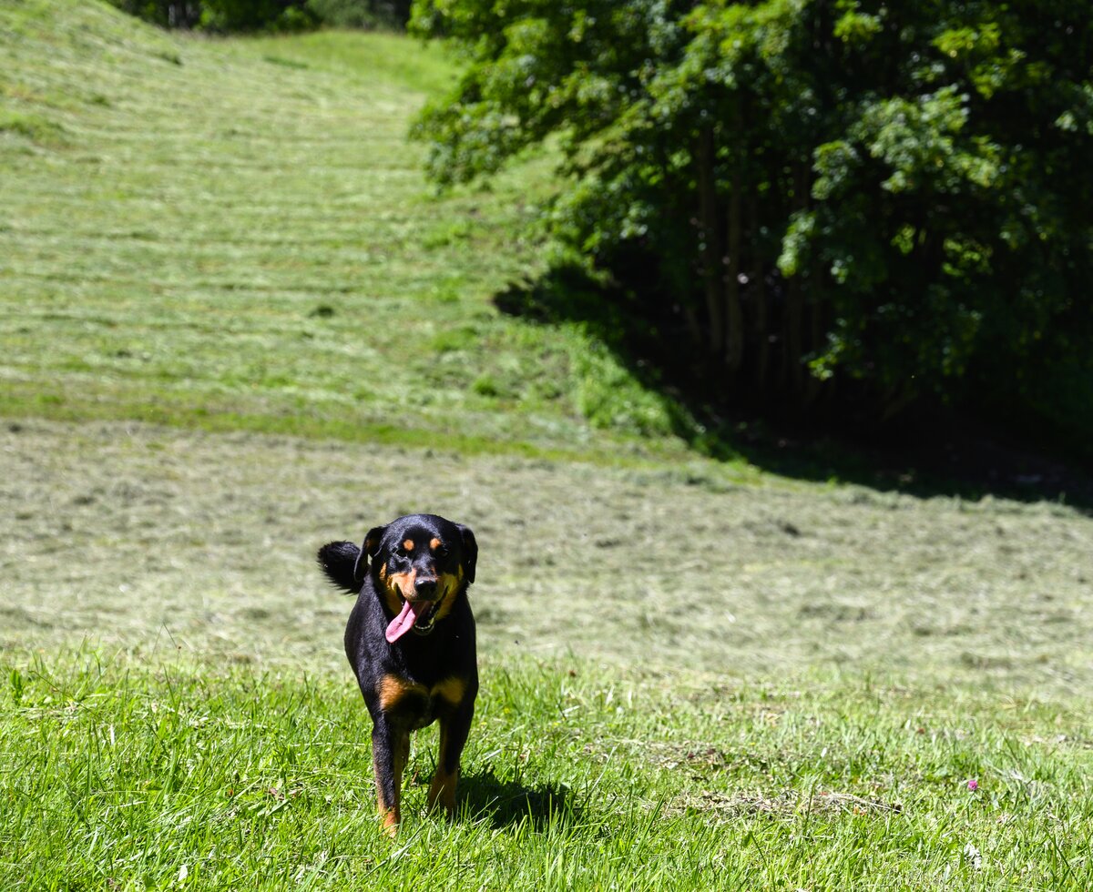 Hund in der Wiese | © Urlaub am Bauernhof / Punkt und Komma