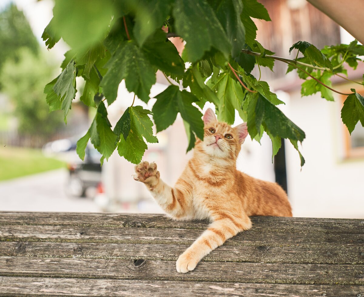 Katze spielt mit Blettern auf der Holzbank | © Urlaub am Bauernhof / Punkt und Komma