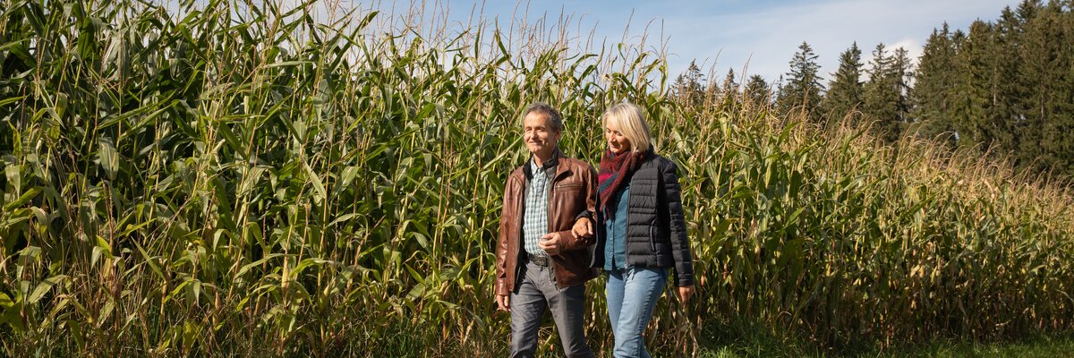 Paar spaziert bei Maisfeld | © Urlaub am Bauernhof / Punkt und Komma