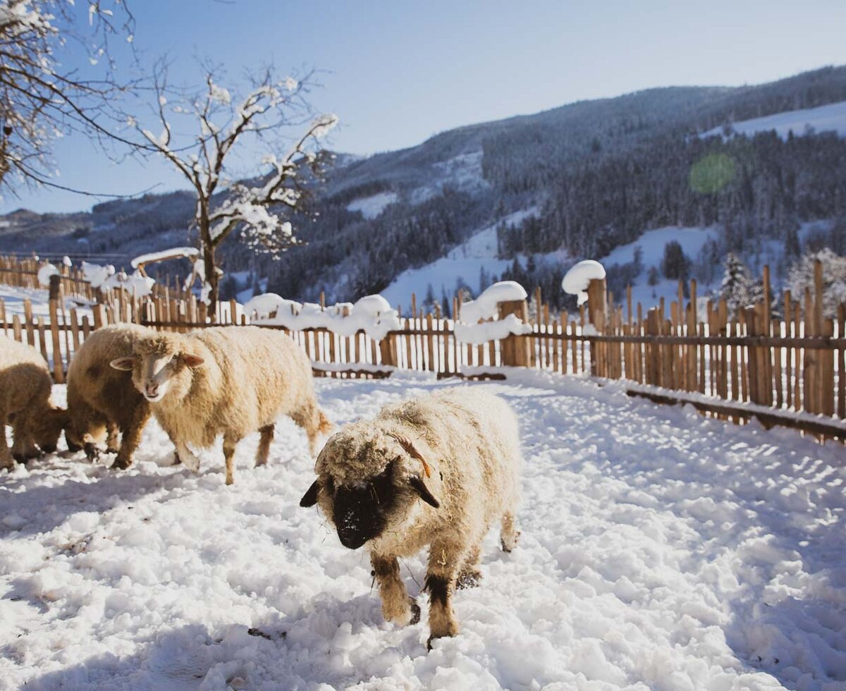 Schafe im Schnee | © Urlaub am Bauernhof / Pascal Baronit