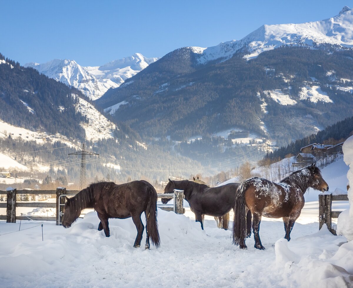 Pferde stehen im Schnee am Zittrauerhof in Salzburg | © Urlaub am Bauernhof / Bernd Suppan 