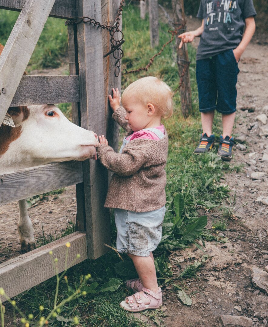 Calf licking the hand of a toddler in the pasture, Grußberggut Bad Hofgastein | © Farmholidays in SalzburgerLand / Daniel Gollner