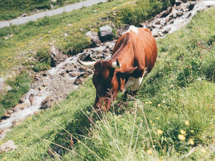 A Pinzgauer cow grazing next to a stream on the alpine pasture of the Grußberggut in Bad Hofgastein | © Farmholidays in SalzburgerLand / Daniel Gollner